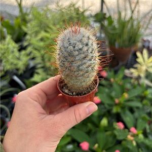 Small Potted Cactus with Red Spines